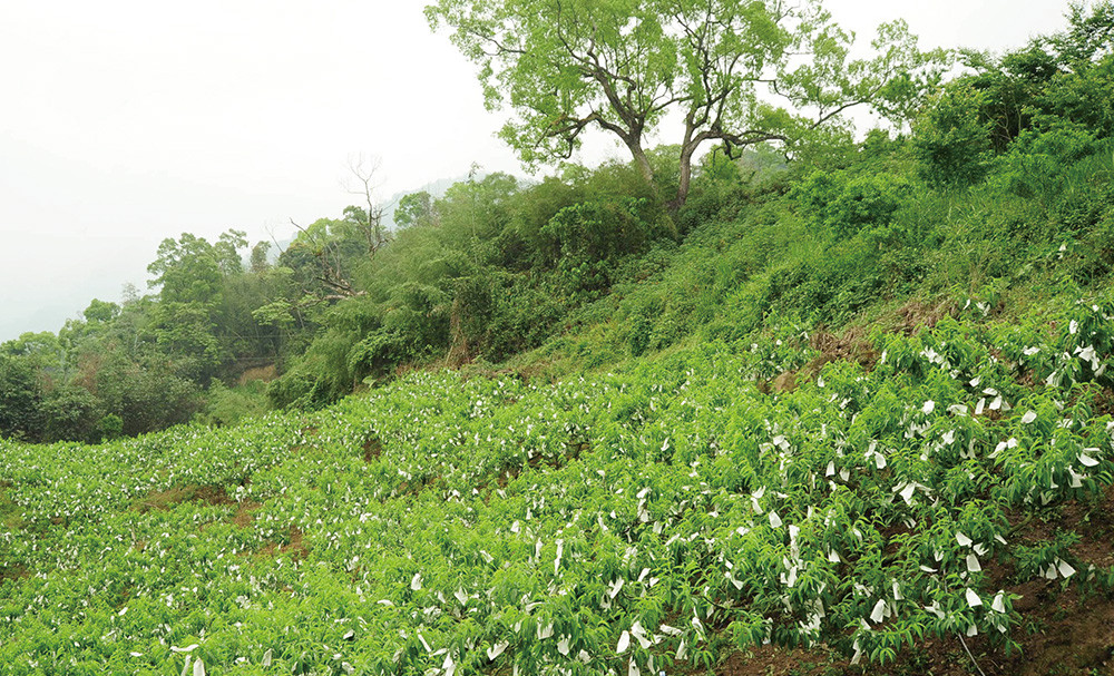 孫保山的水蜜桃種植於海拔1300公尺之處