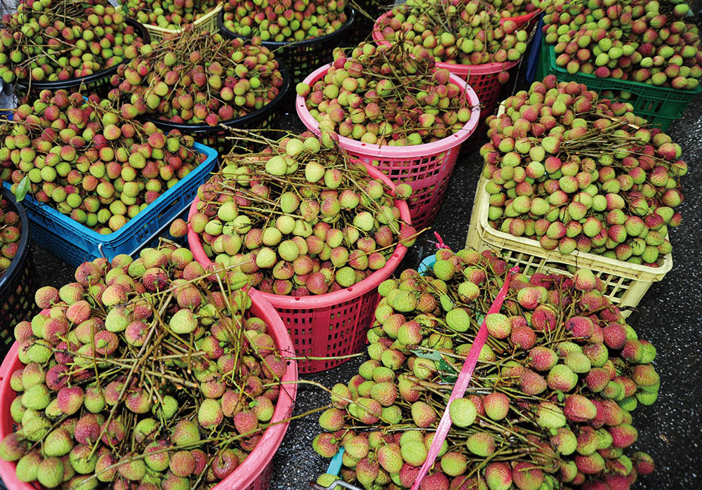 Yuherbau litchis harvest