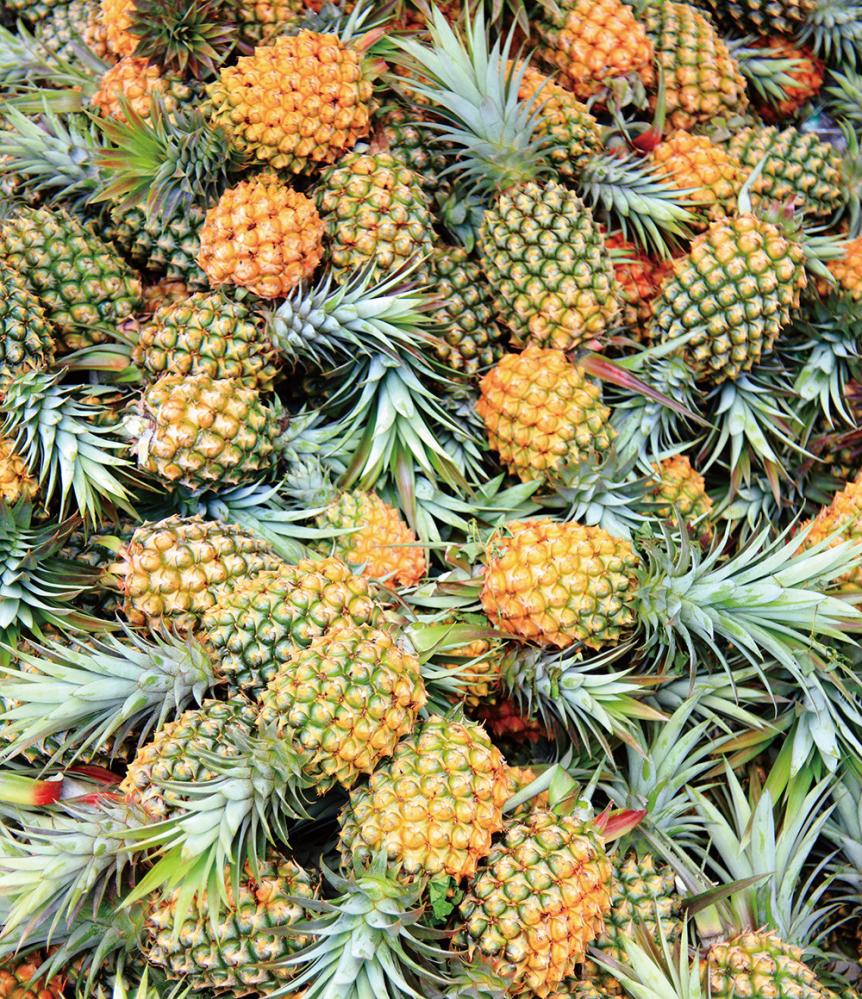 Only 12 out of 100 organic pineapples make it to market.