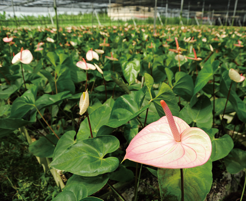 flower farm