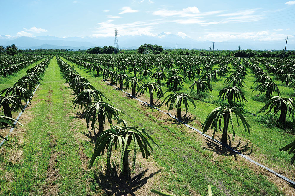 Mr. Shu\'s orchard