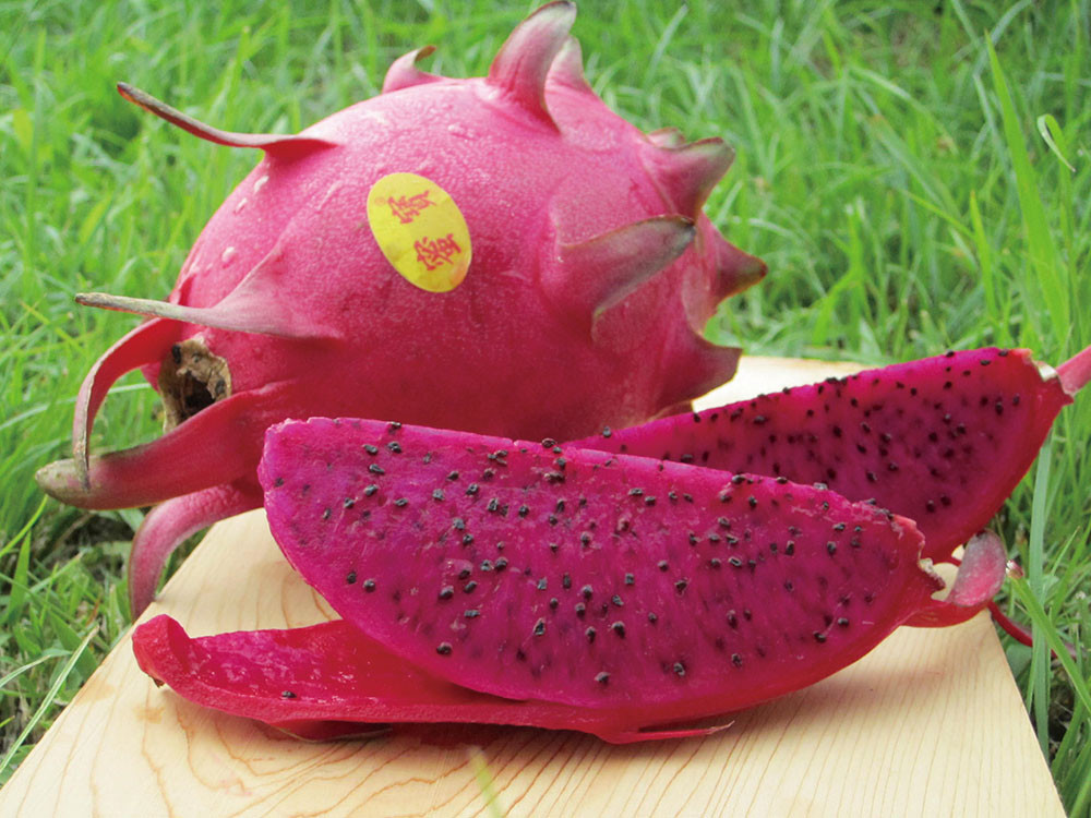 蜜寶是特別培育適合出口的紅龍果品種