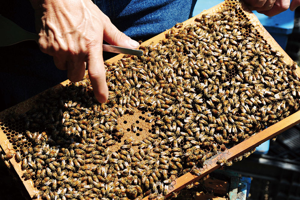 Chen Guo-jheng\'s honey harvest.
