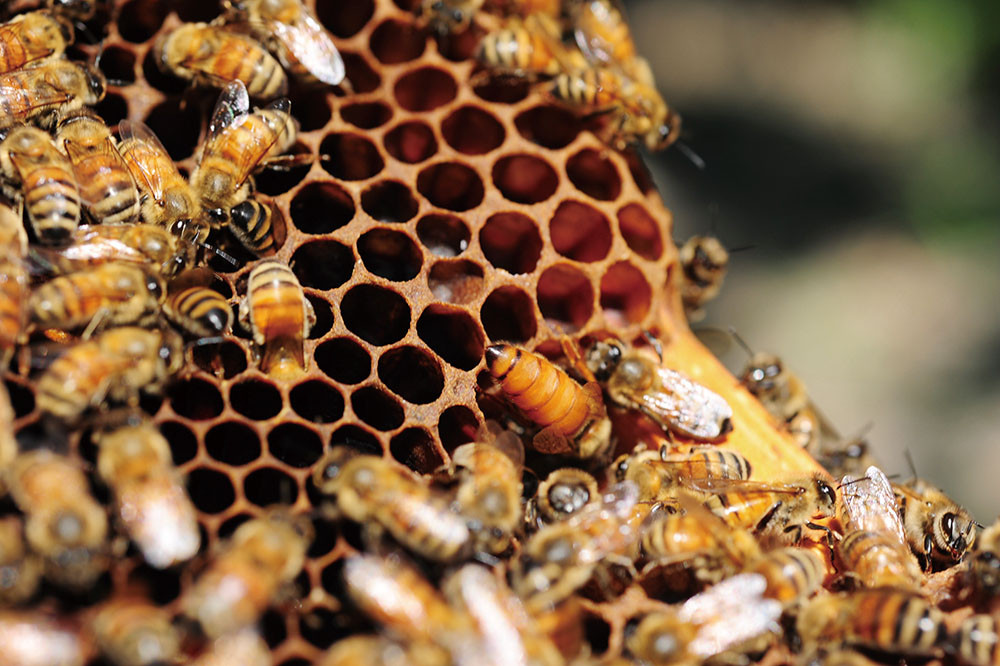 Chen Guo-jheng\'s honey harvest.
