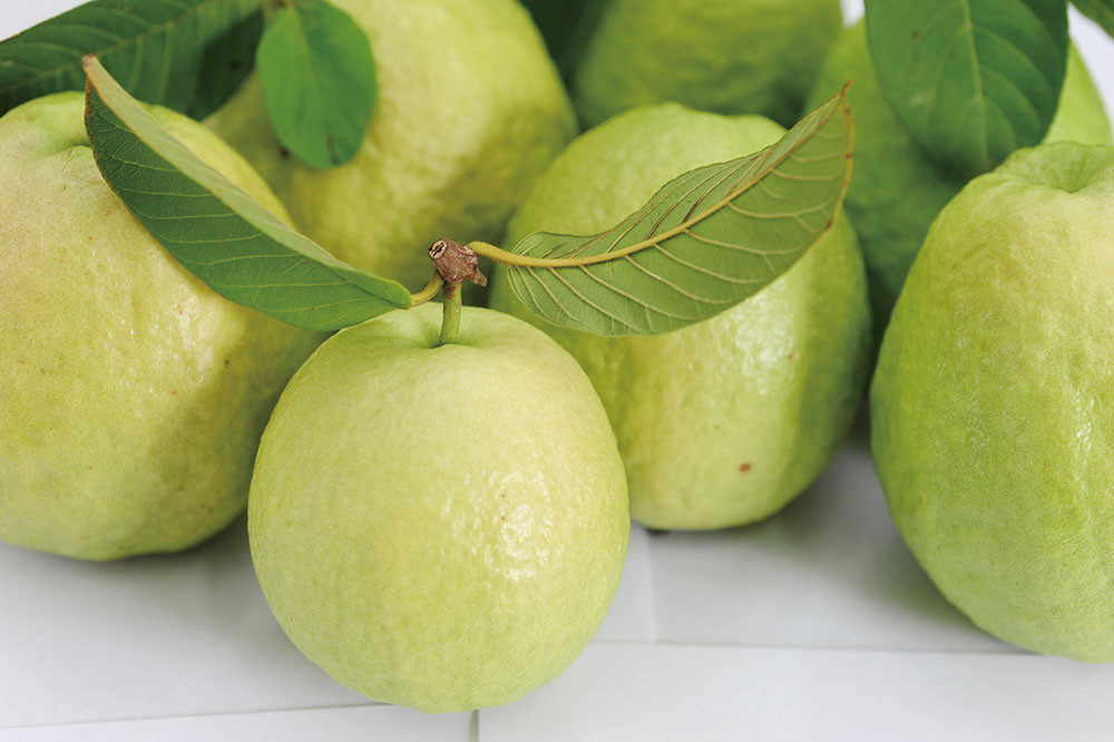Red Guavas are of high economic value.