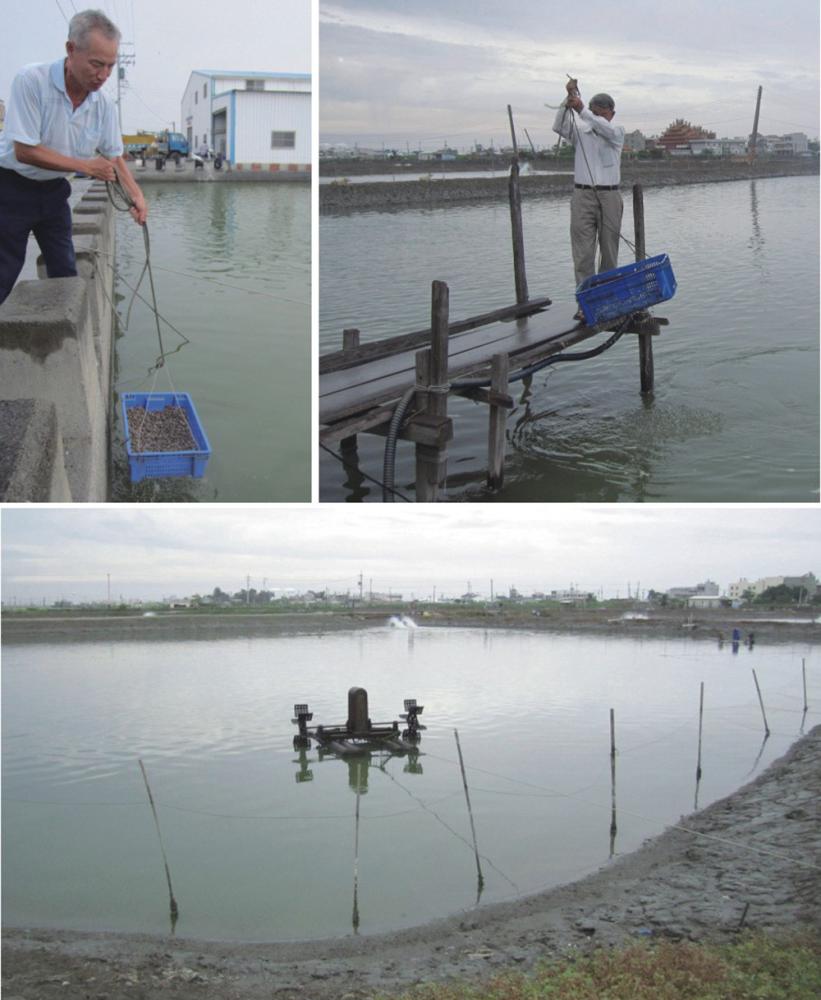 Su You-chia\'s grouper farm