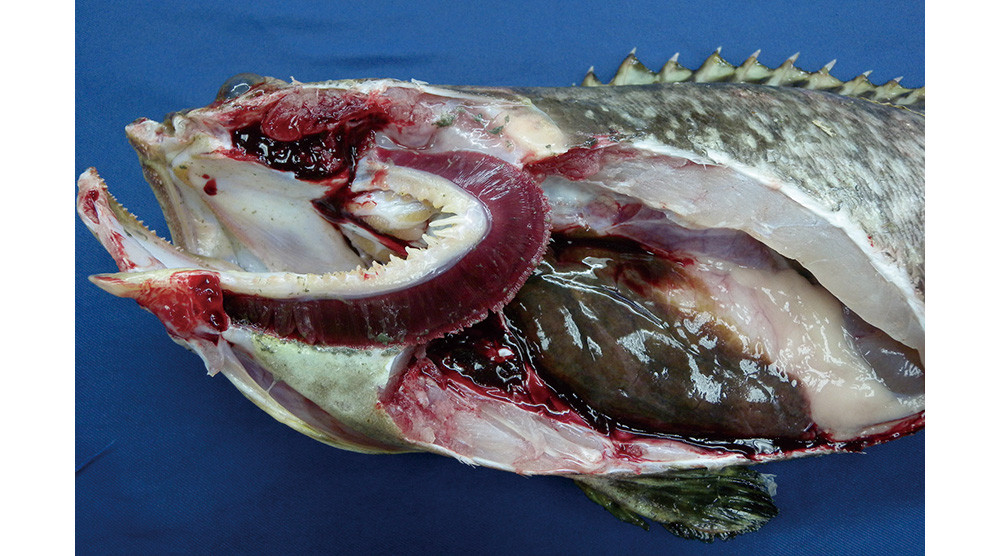 Dissecting diseased fish