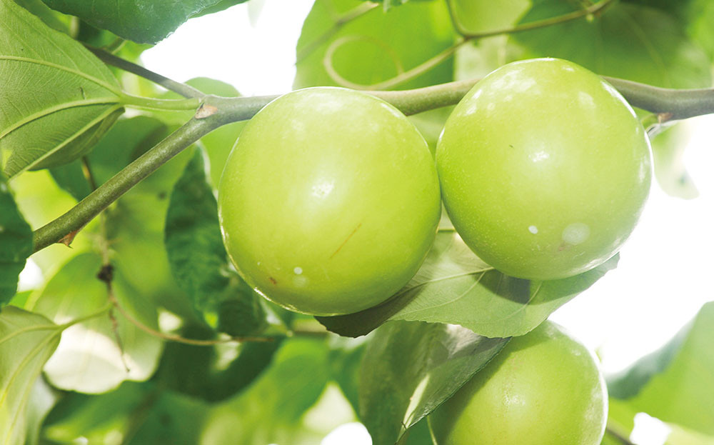Yenchao Jujubes