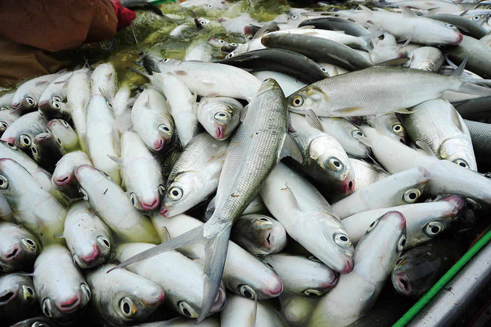 永安虱目魚