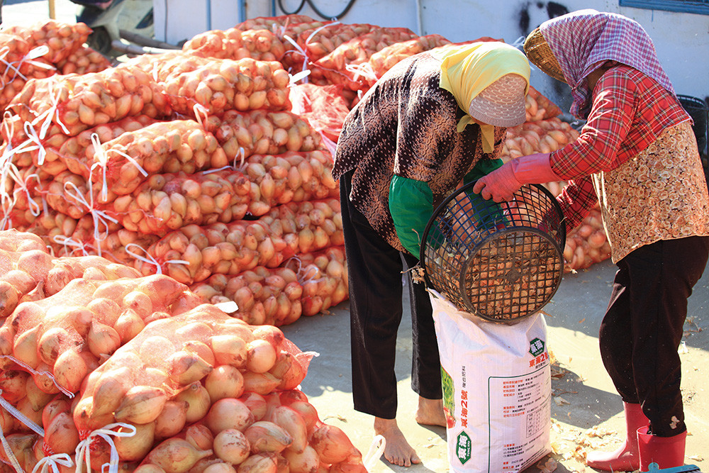 Linyuan\'s Golden Harvest Kaohsiung\'s Onion Farming District