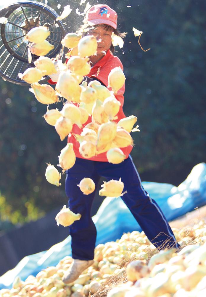 林園洋蔥