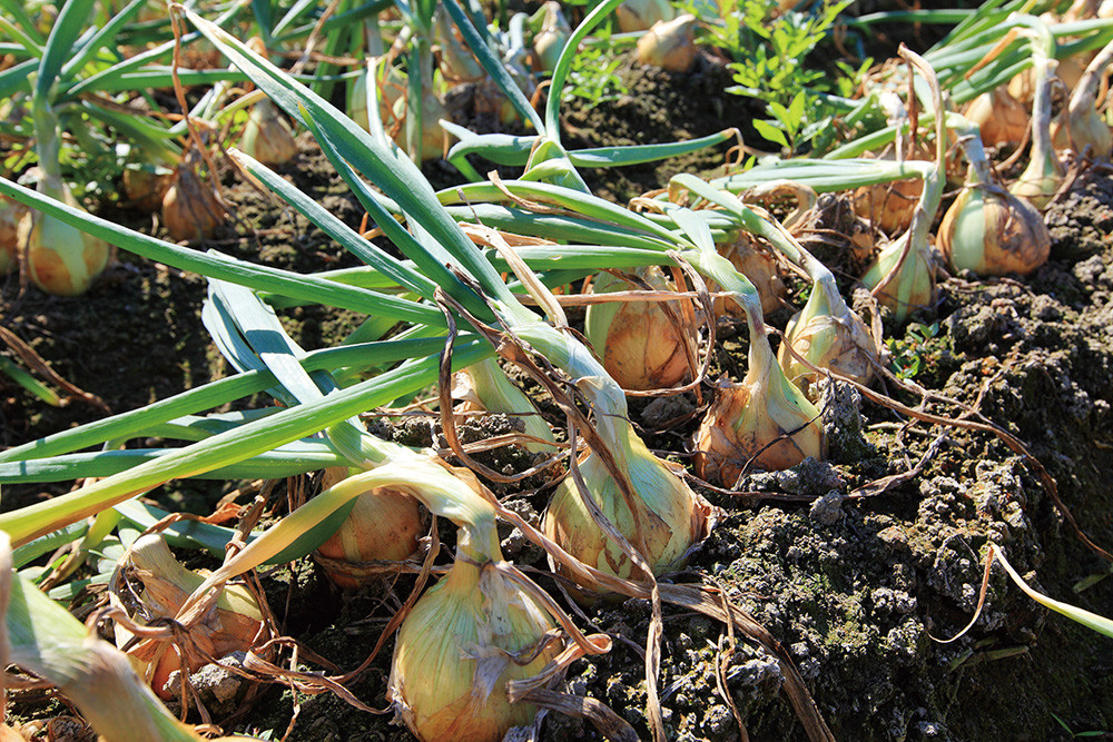 The onions are ripe and ready for harvest.