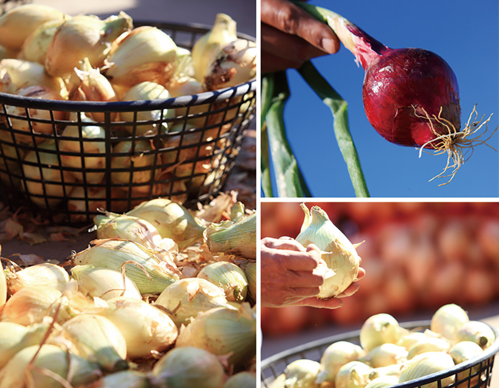 The inner layers of onions in Linyuan District are juicy white.
