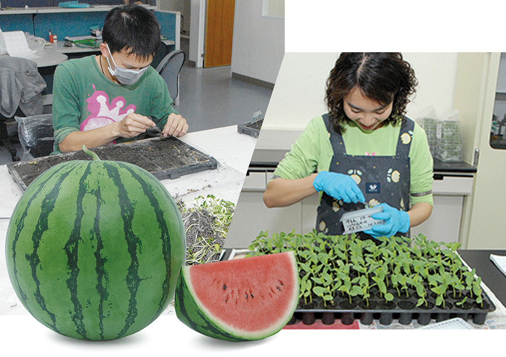 \"The Drunken Beauty\"  Watermelon (Photo courtesy of Known-you Seed Co., Ltd.)