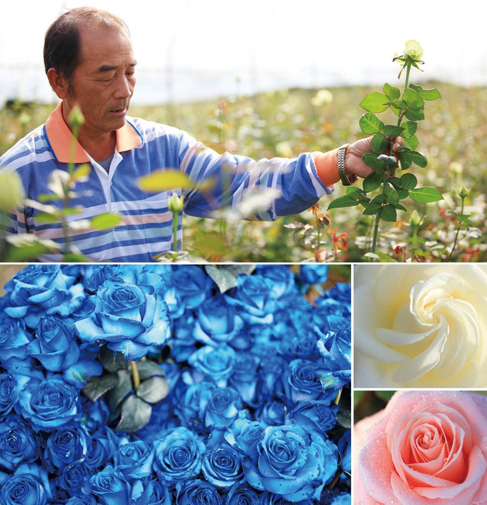 Hsieh regards Liugui as an ideal place for growing roses.
