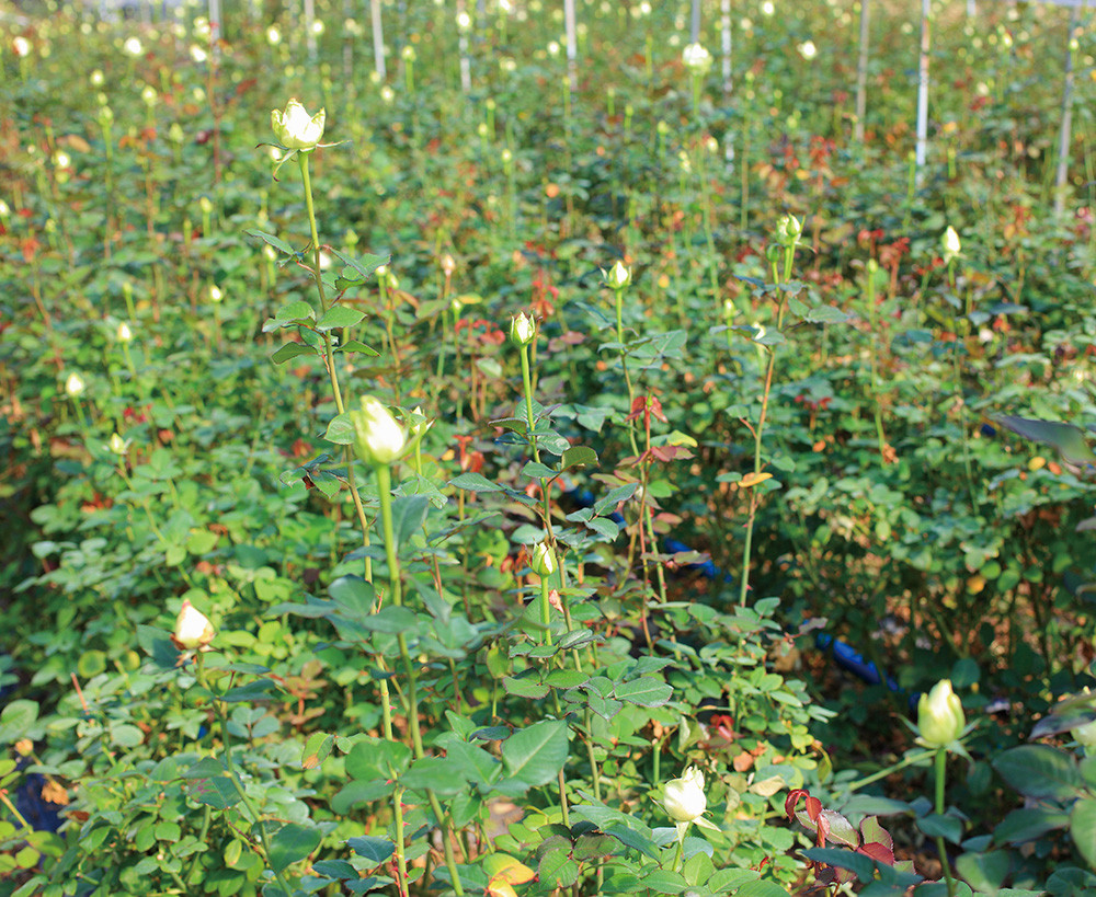 Hsieh\'s rose plantation