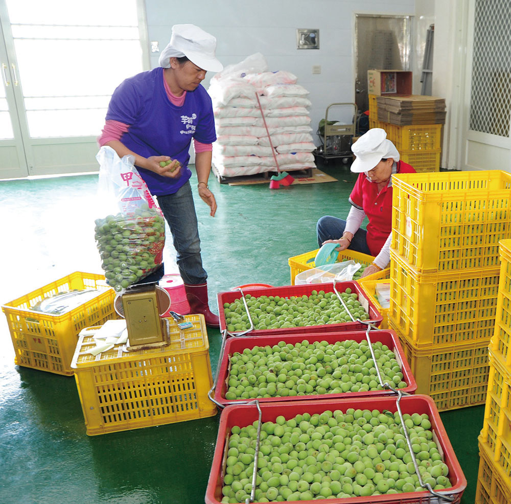 Jiasian\'s Farmers\' Association green plum processing factory