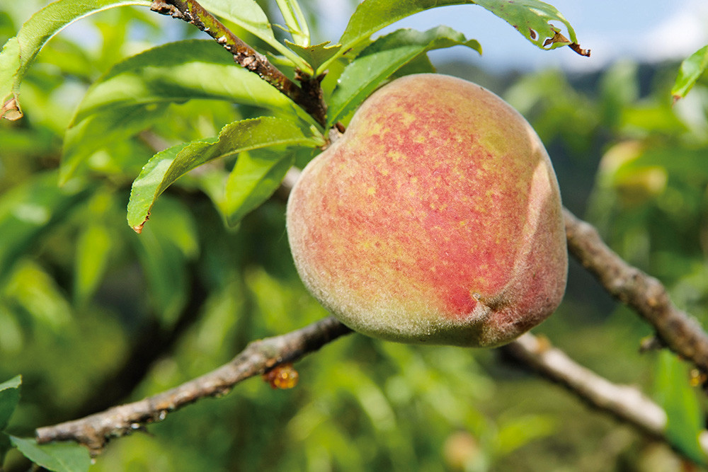 Peaches of Namasia District