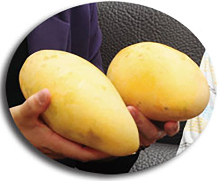  Jinhuang Mango