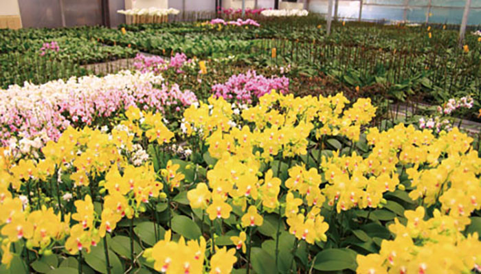 A Blooming Industry in Kaohsiung