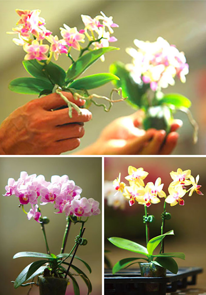 Miniature Phalaenopsis