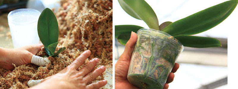 A Blooming Industry in Kaohsiung