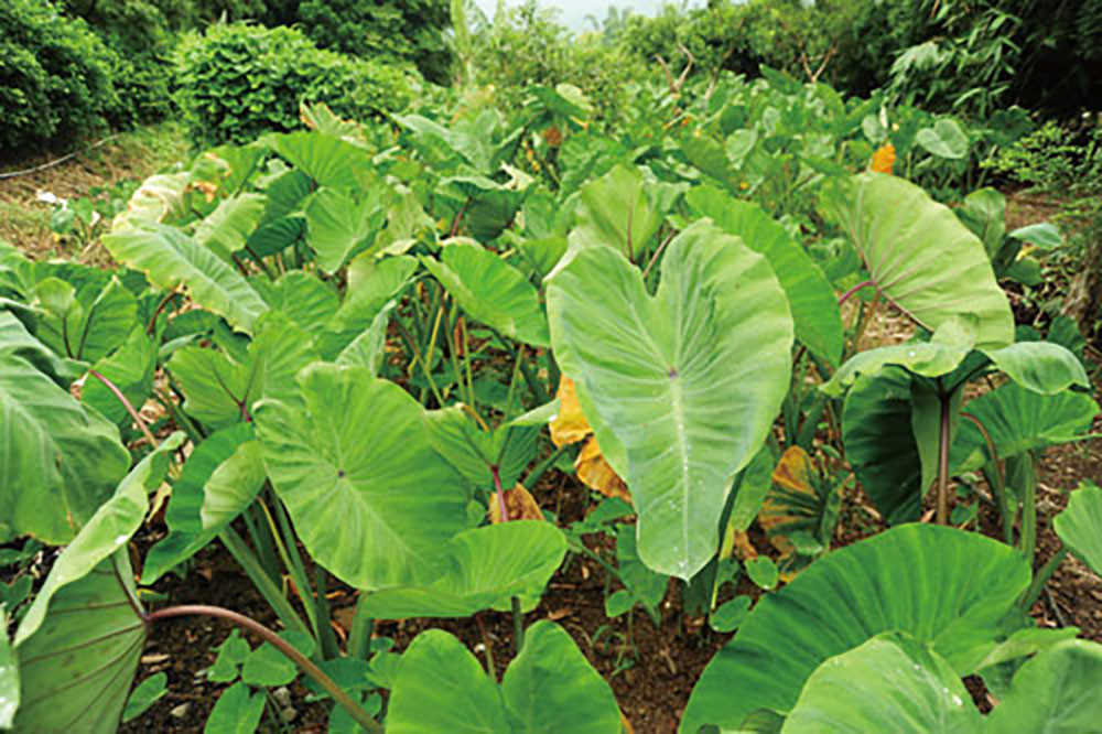 Giant bamboo shoots