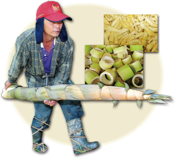 Giant bamboo shoots