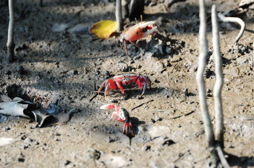 Ten species of fiddler crabs can be found here.
