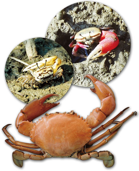 Ten species of fiddler crabs can be found here.