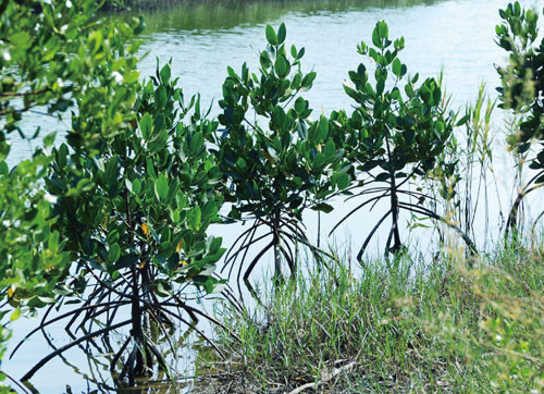 Rhizophora mucronata