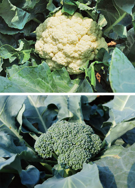 Lujhu\'s quality cauliflower and broccoli.