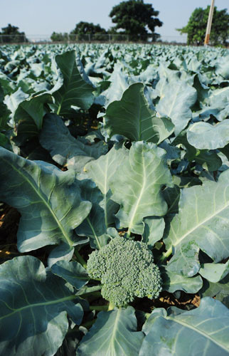 Lujhu boasts more than 250 hectares of cauliflower and broccoli farmland.