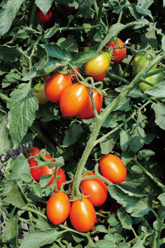 Dozens of varieties of tomatoes are grown in the region.