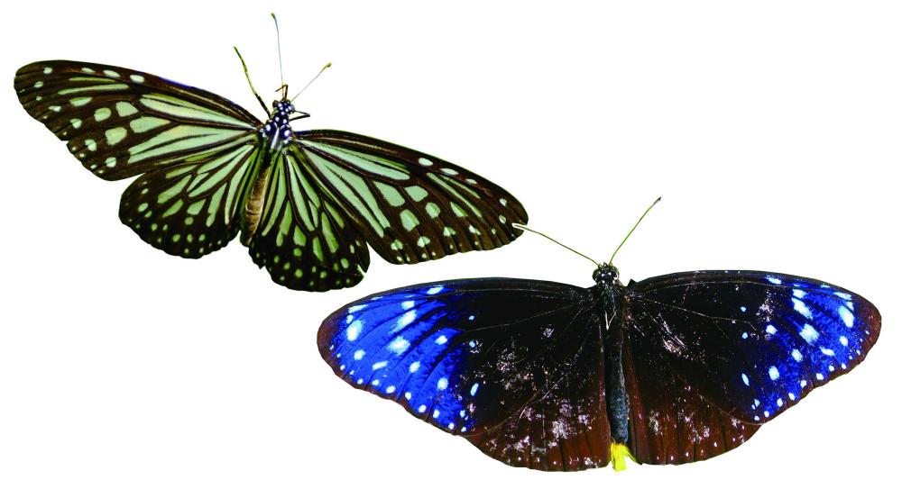 Maolin\'s Purple Crow Butterflies