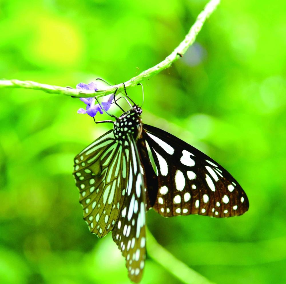  A beautiful exhibition of the Chestnut Tiger butterfly\'s wings