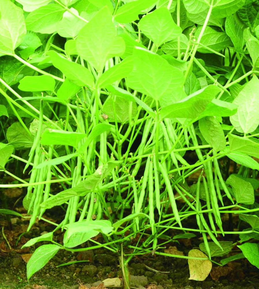 A single adzuki plant can grow more than a hundred pods.　