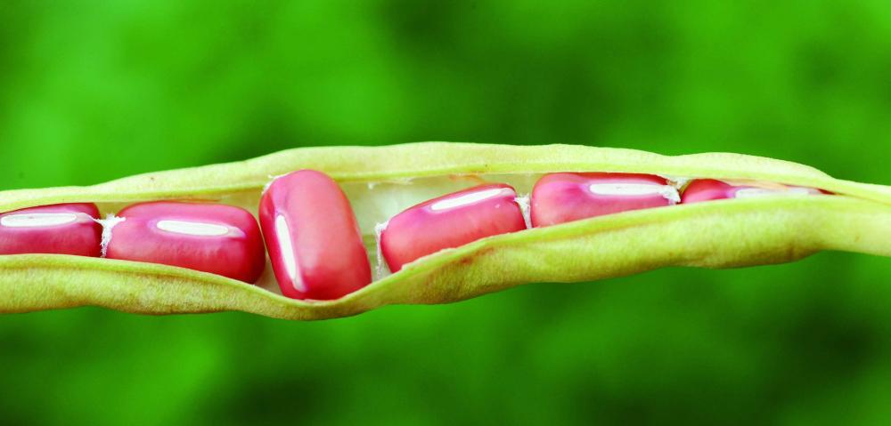 Pride of Daliao District: Red Diamond Adzuki Beans