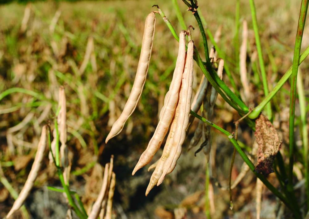 Mature adzuki pods