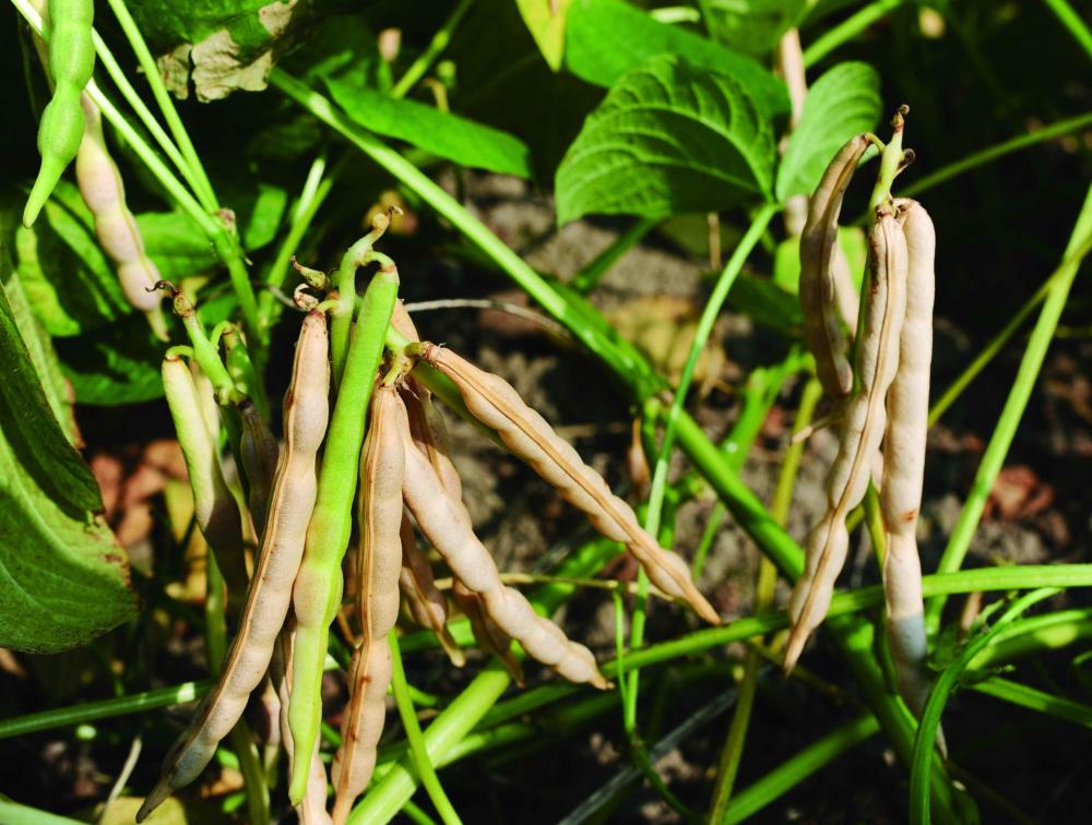 Red beans which have been growing for 76 days.