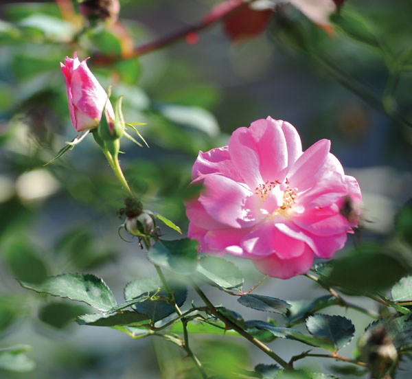 Longer lasting tree roses, grown with grafting techniques.