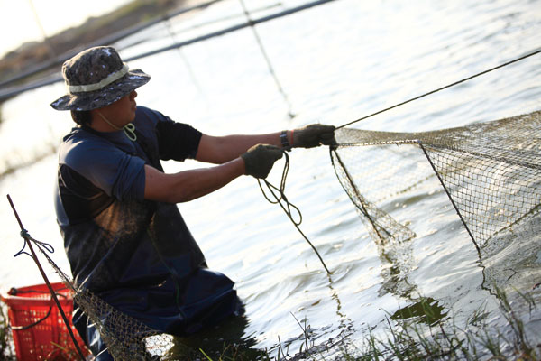 Harvesting white shrimp