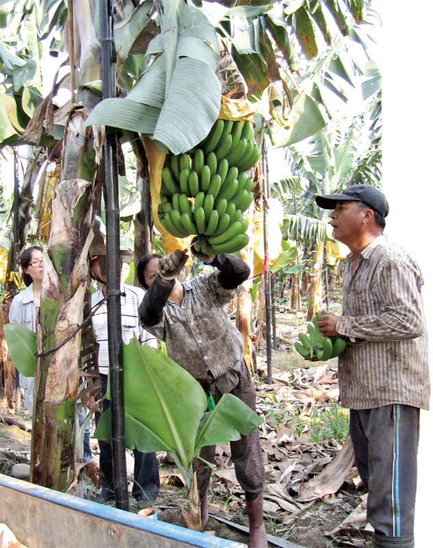 Harvesting bananas