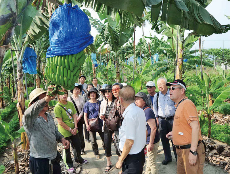 Japanese tourists visiting banana orchards