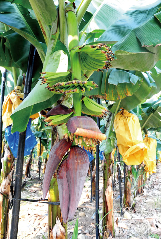 Banana trees in bloom