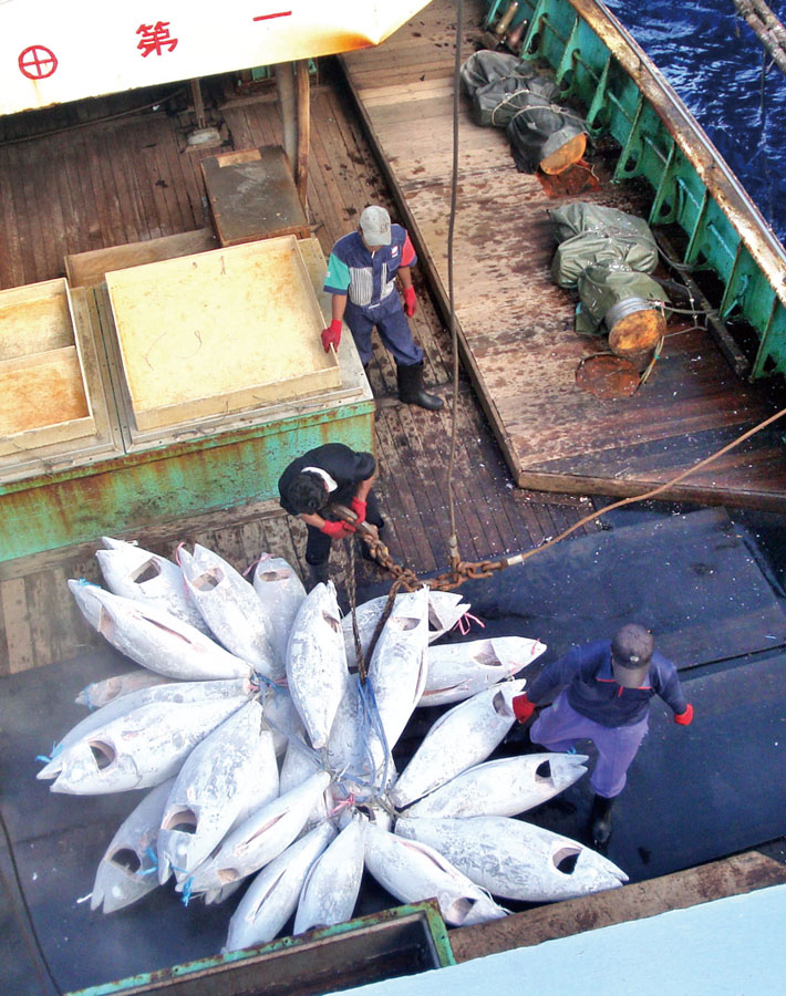 Soon Yi delivers fresh tuna straight from the ocean.