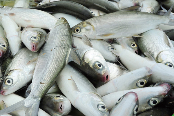 Milkfish