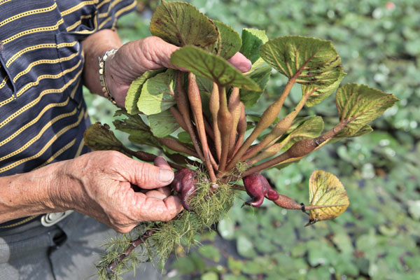 Pulling a trapa plant out of the pond