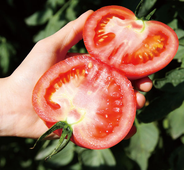 \"Hongfantian\" beefsteak tomatoes