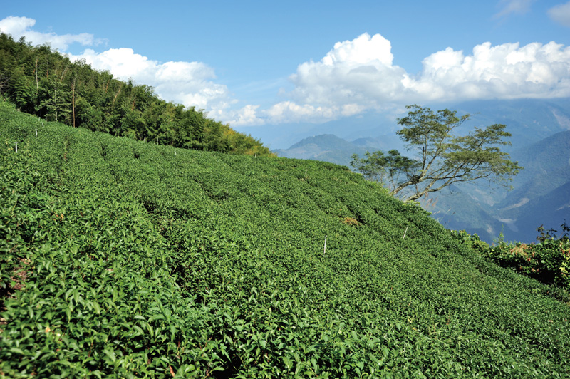 Erjituan Wulong Tea Trail